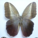 Zdjęcie z muzeum motyli.