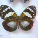 Zdjęcie z muzeum motyli.